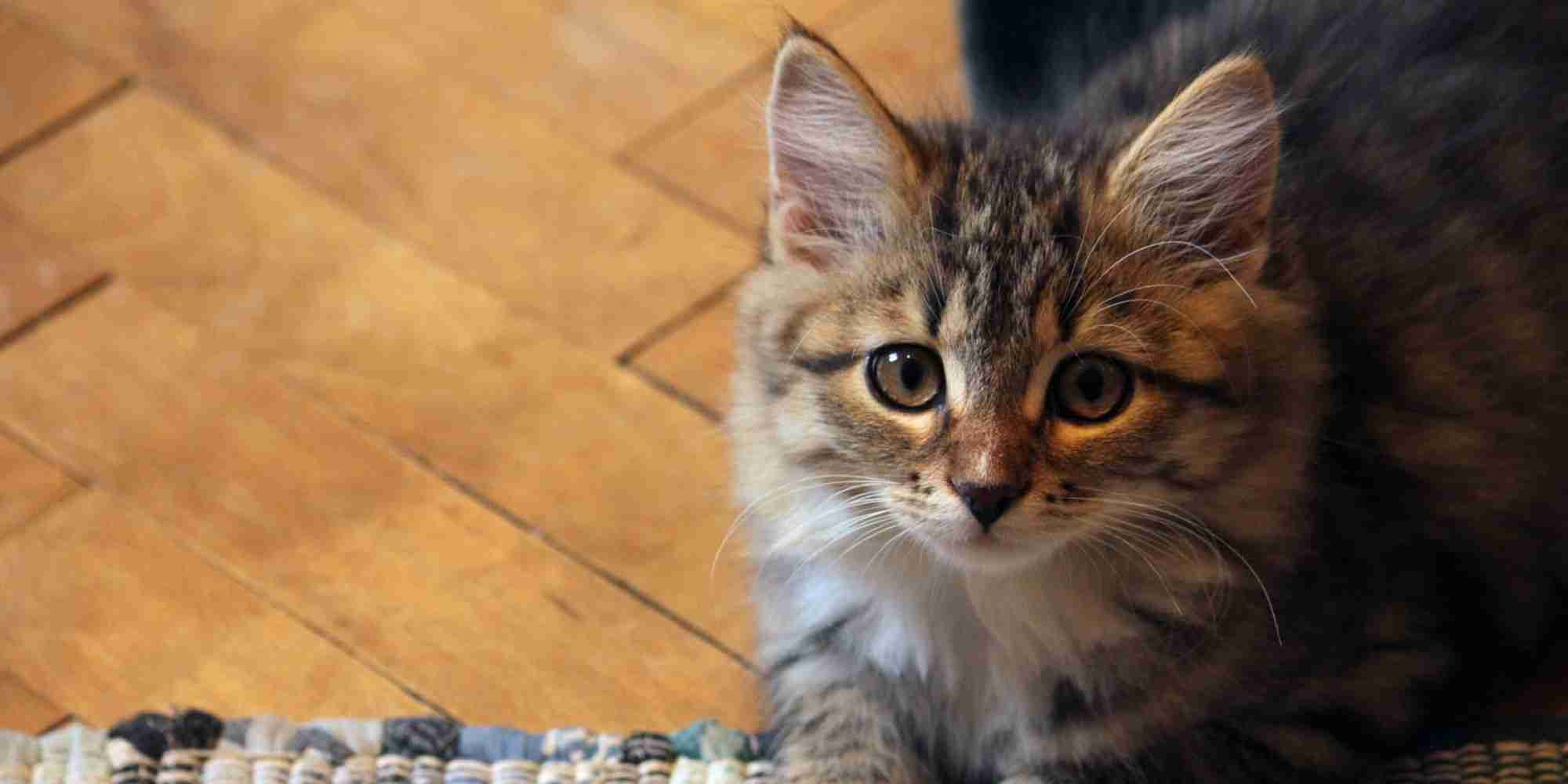 猫を飼うことと統合失調症は関係がある？ （調査結果）