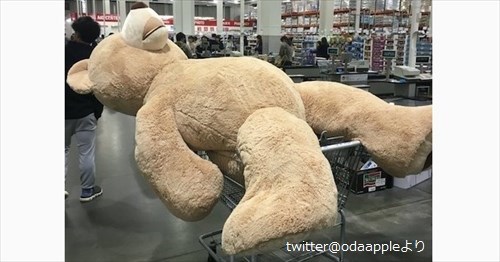 コストコでクマのぬいぐるみを買ったら、持ち帰り方がこれしかなかった(笑) 6枚 | BUZZmag