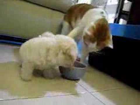 餌を食べれず猫耳を食べる子犬 - YouTube