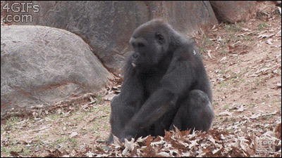 動物のGIF画像が集まるトピ