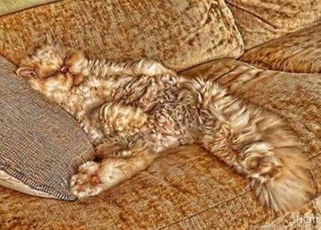 【画像】動物が隠れている画像を下さい