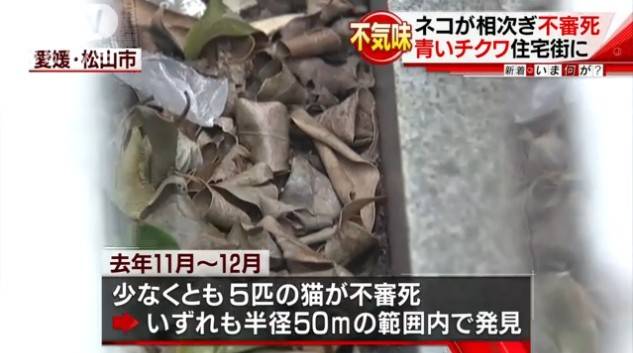 “青いチクワ”食べ?ネコが連続死 農薬入りか