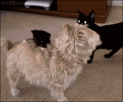 犬と猫って仲良し？それとも？な画像を貼るトピ