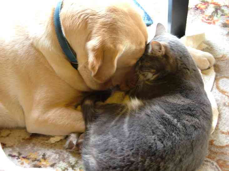 犬と猫って仲良し？それとも？な画像を貼るトピ