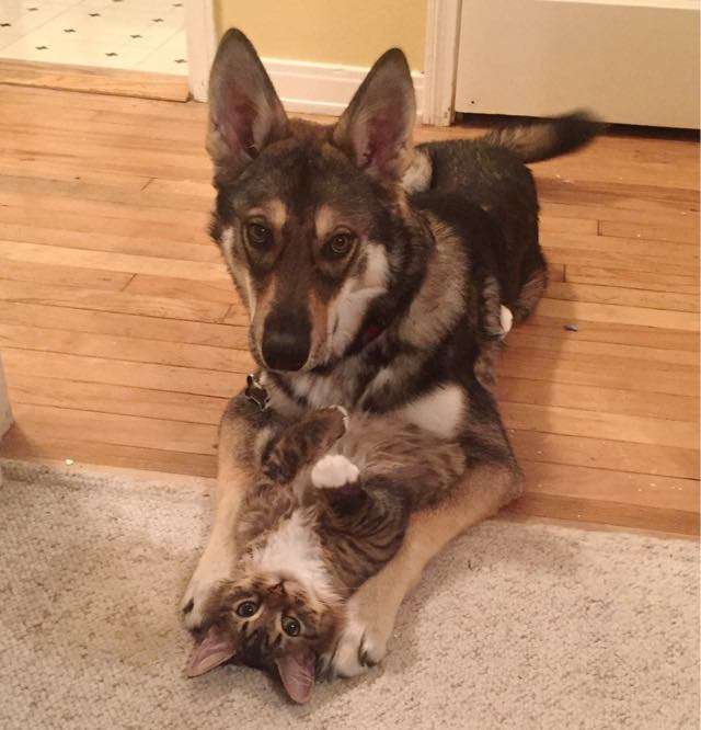 犬と猫って仲良し？それとも？な画像を貼るトピ