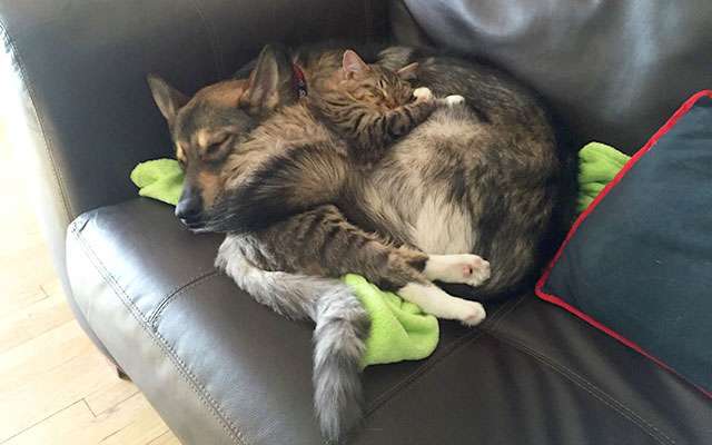 犬と猫って仲良し？それとも？な画像を貼るトピ