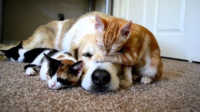 犬と猫って仲良し？それとも？な画像を貼るトピ
