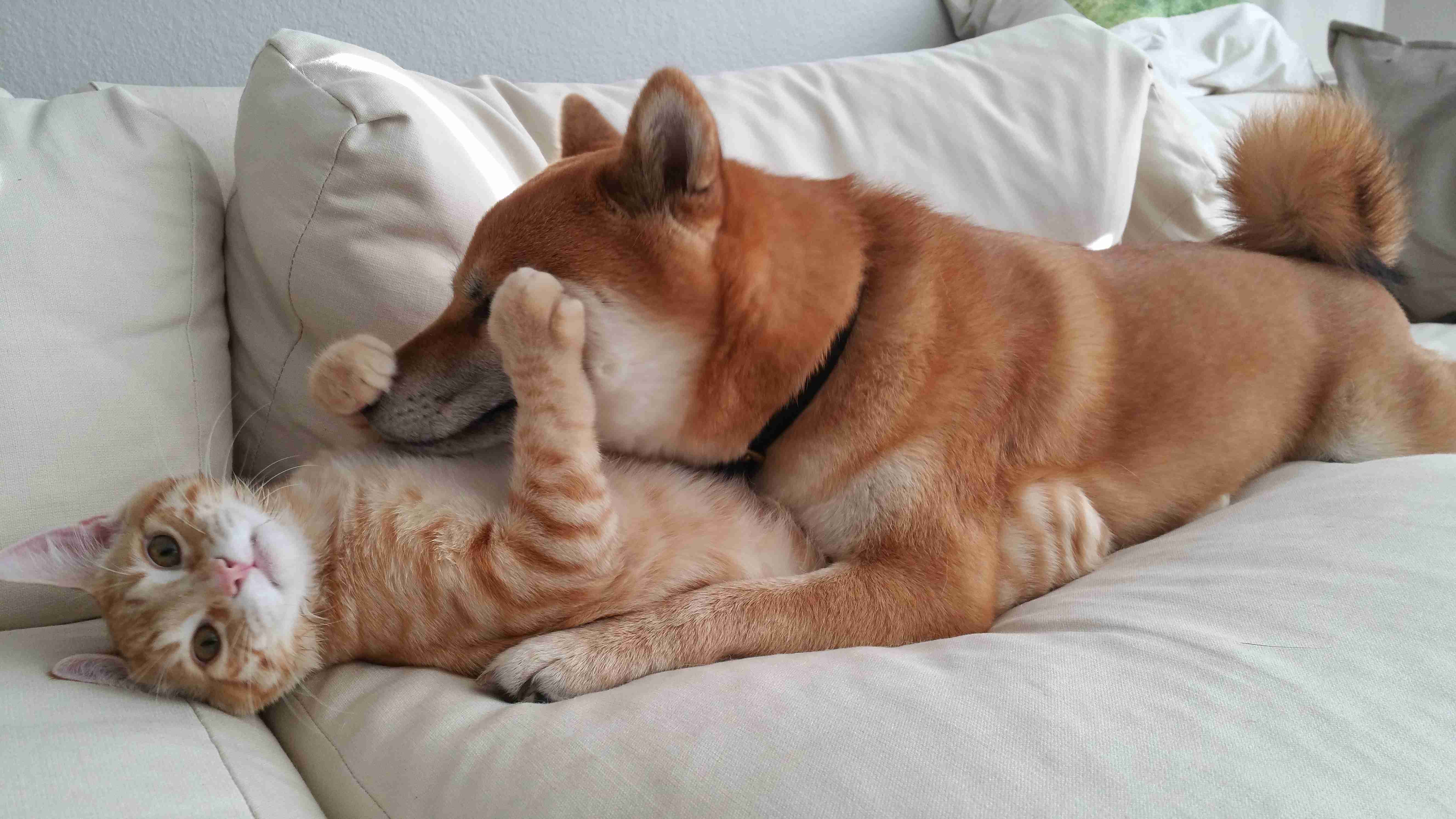 犬と猫って仲良し？それとも？な画像を貼るトピ