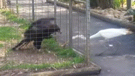 動物のGIF画像が集まるトピ