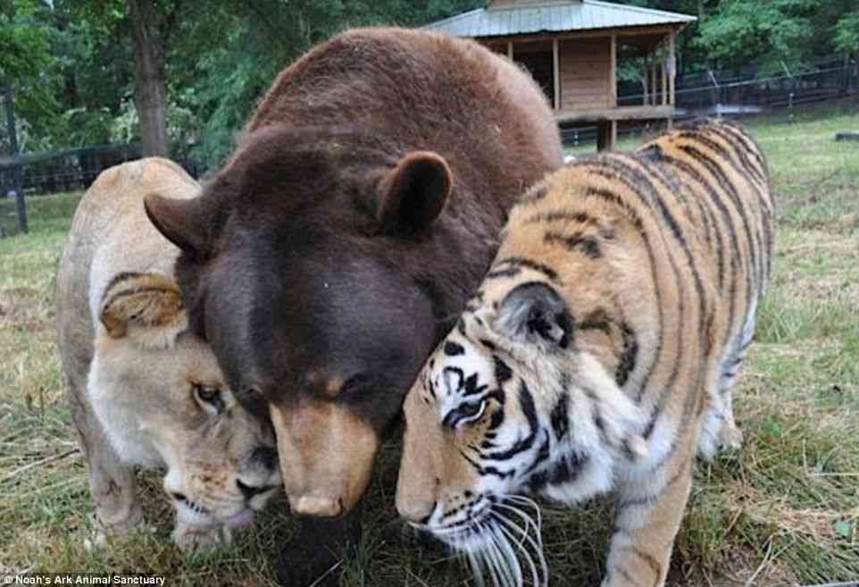 賢そうに見える動物の画像トピ