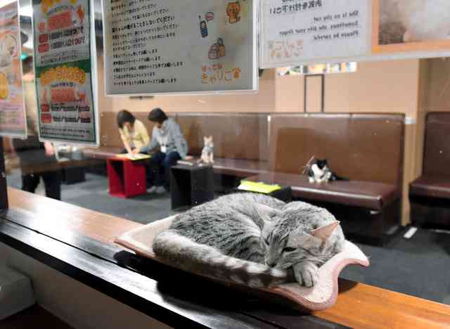 猫カフェ、午後１０時まで営業ＯＫ　業界「猫は夜行性」：朝日新聞デジタル