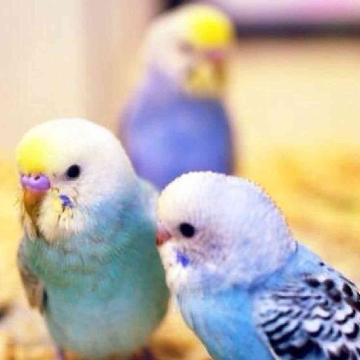 みんなが大好きな香り教えて