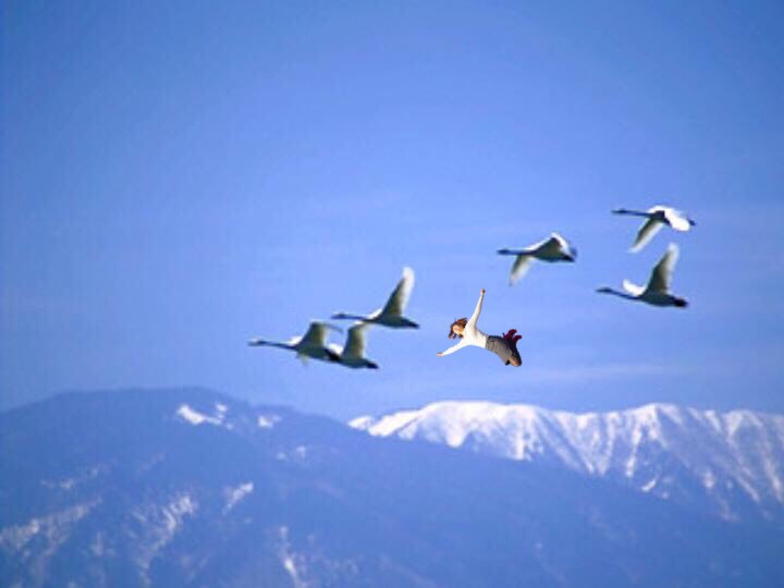 【画像】動物が隠れている画像を下さい