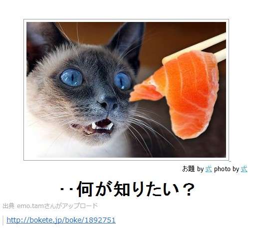 賢そうに見える動物の画像トピ