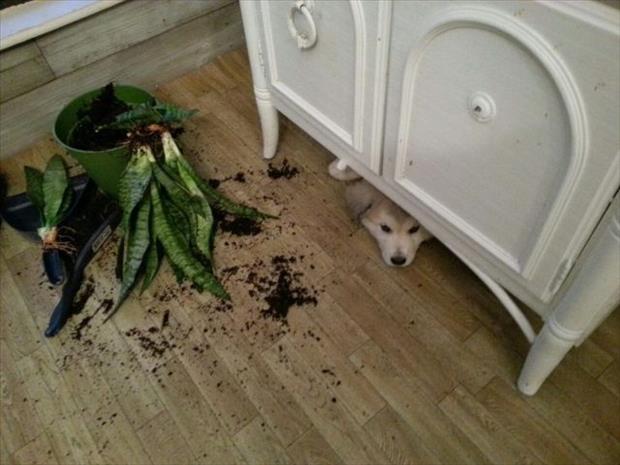 【画像】動物が隠れている画像を下さい