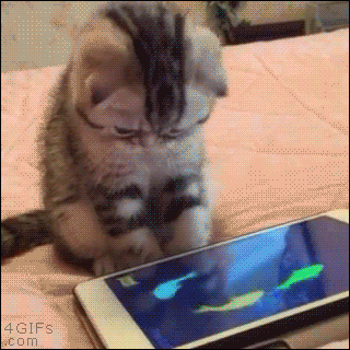 動物のGIF画像が集まるトピ