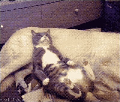犬と猫って仲良し？それとも？な画像を貼るトピ