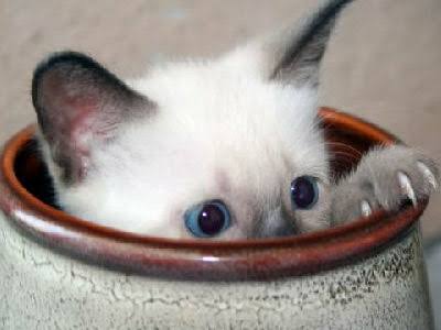 【画像】動物が隠れている画像を下さい