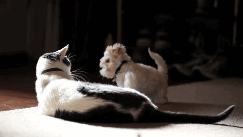 犬と猫って仲良し？それとも？な画像を貼るトピ