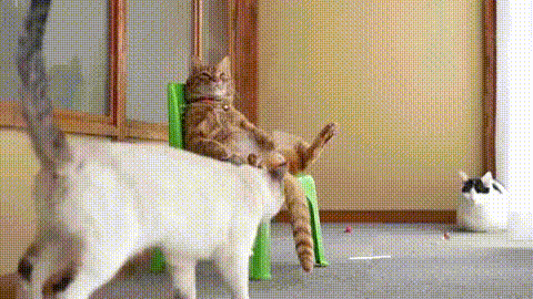 超リラックスしている【動物画像】トピ♪