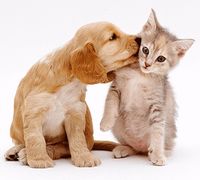 犬と猫の性格が違いすぎて笑える動画を集めてみた！ - NAVER まとめ