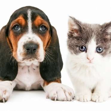 ペット猫の飼育数、激減の犬を逆転間近？手間のかからなさや費用安も原因か | ビジネスジャーナル