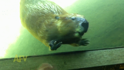動物のGIF画像が集まるトピ