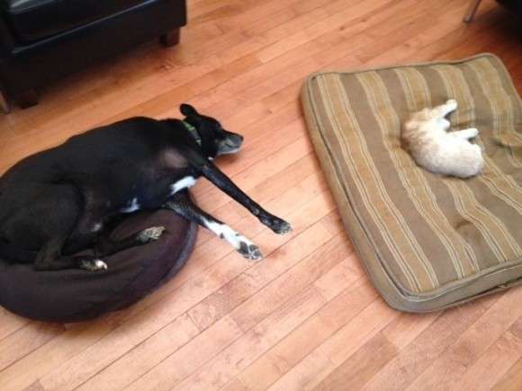 犬と猫って仲良し？それとも？な画像を貼るトピ