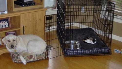 犬と猫って仲良し？それとも？な画像を貼るトピ
