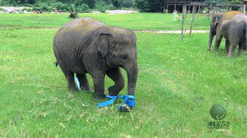 動物のGIF画像が集まるトピ