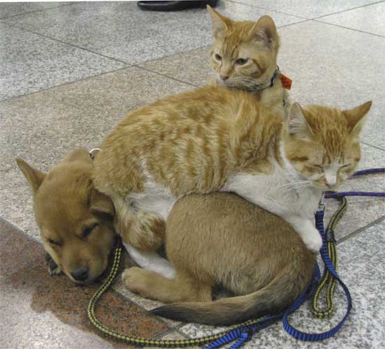 犬と猫って仲良し？それとも？な画像を貼るトピ