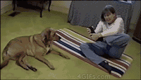 動物のGIF画像が集まるトピ