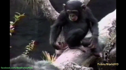 動物のGIF画像が集まるトピ