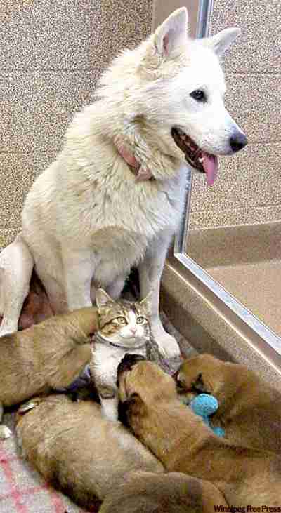 犬と猫って仲良し？それとも？な画像を貼るトピ