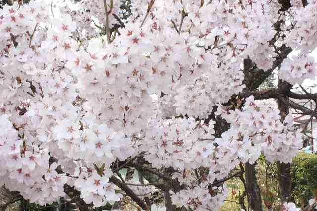 花見の後の惨状　代々木公園の「ゴミ放置」がヒドい