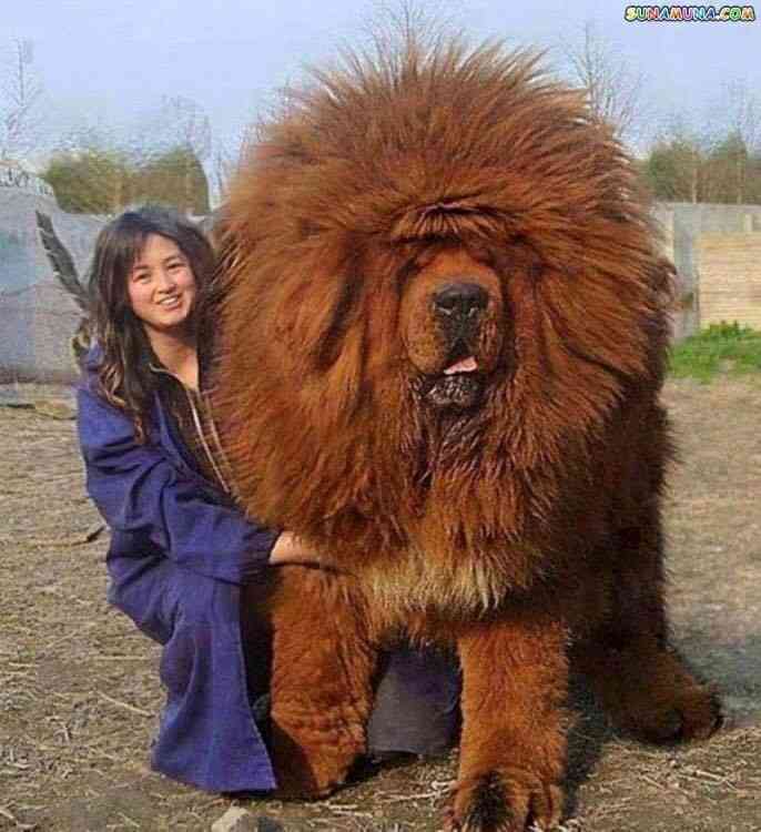 ひたすら大きいものの画像を貼っていくトピ