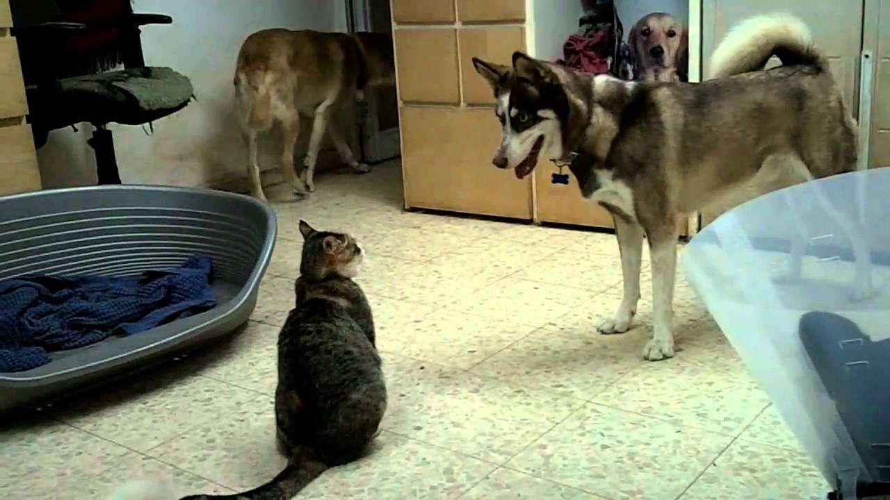 Husky vs. Cat - YouTube