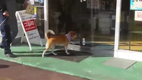犬好きが、犬への熱い想いをつづるトピ。