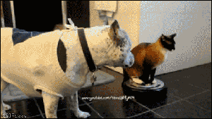 犬と猫って仲良し？それとも？な画像を貼るトピ