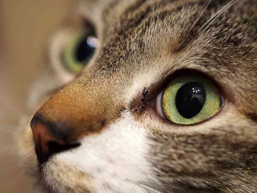 初の業務停止「猫カフェ」とはどんなところだったのか　「処分」でもぬぐいきれない再発の予感 : J-CASTニュース