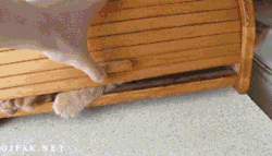【画像】動物が隠れている画像を下さい