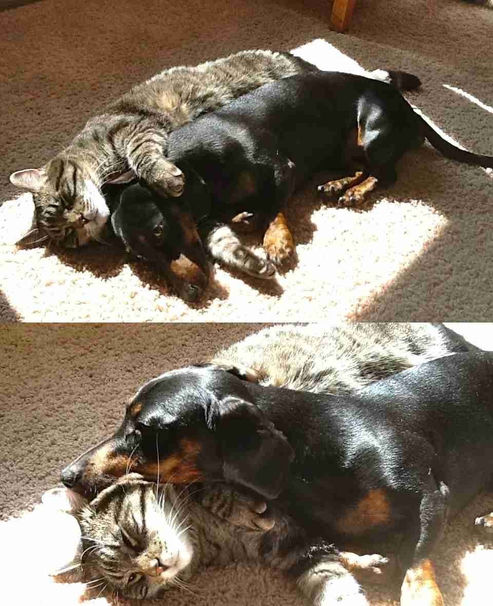 犬と猫って仲良し？それとも？な画像を貼るトピ