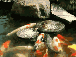 動物のGIF画像が集まるトピ