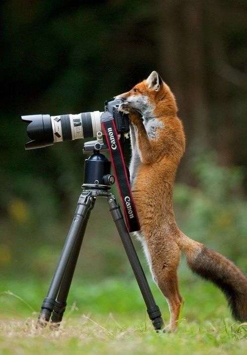 賢そうに見える動物の画像トピ