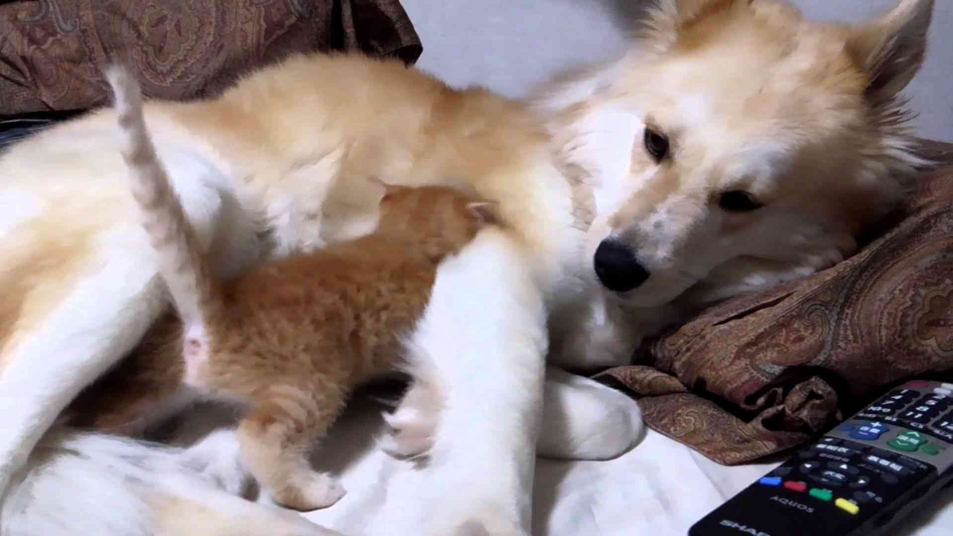 犬と猫って仲良し？それとも？な画像を貼るトピ