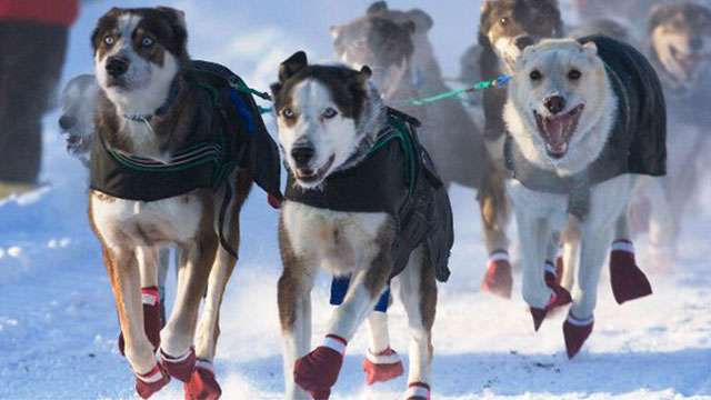 理想の人物像を「犬」で表現してみた | ANIMALive