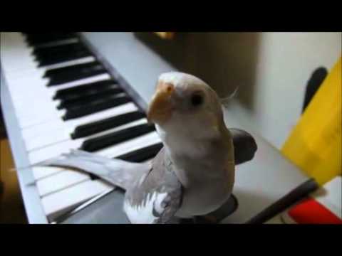 かわいすぎる天才! 　「となりのトトロ」を歌うインコ   ねとらぼ22 - YouTube