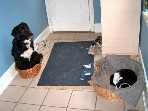 犬と猫って仲良し？それとも？な画像を貼るトピ
