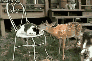 犬と猫って仲良し？それとも？な画像を貼るトピ