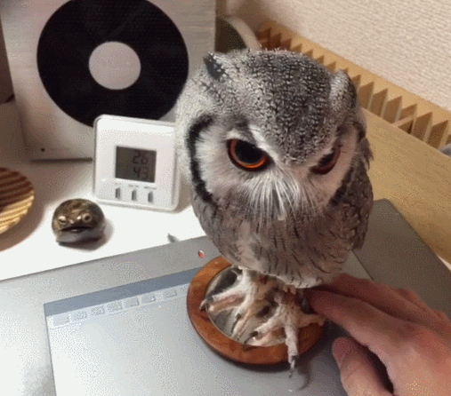 動物のGIF画像が集まるトピ